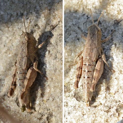 Pezotettix giornae